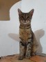 Bertie (2)